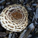 Image of <i>Lepiota rachodes</i>