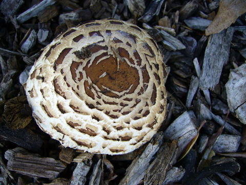 Image of <i>Lepiota rachodes</i>