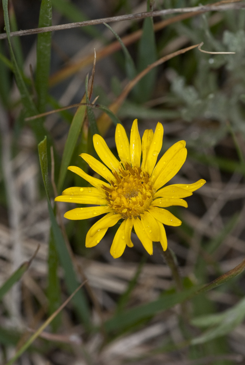 Imagem de Pyrrocoma apargioides (A. Gray) Greene