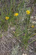 Imagem de Pyrrocoma apargioides (A. Gray) Greene