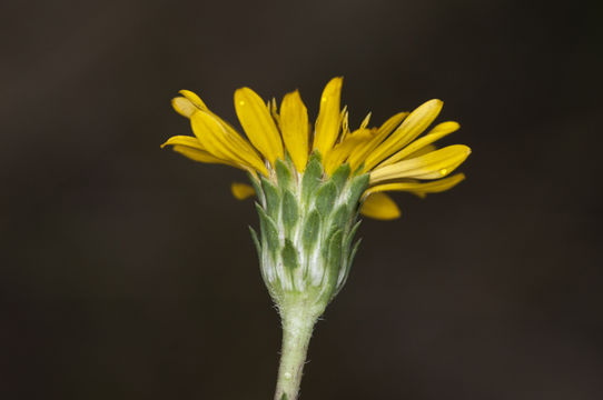 Image de Pyrrocoma apargioides (A. Gray) Greene