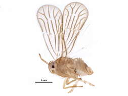 Image of Meenoplidae