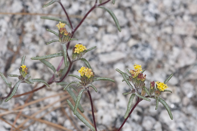 Image of California mountainpincushion