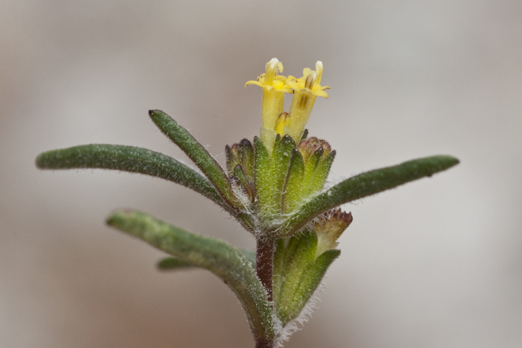 Imagem de Orochaenactis thysanocarpha (A. Gray) Coville