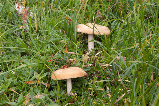 Image of Melanoleuca subalpina (Britzelm.) Bresinsky & Stangl 1976