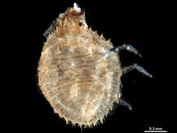 Image of Discolomatidae