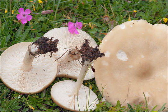 Image of Melanoleuca subalpina (Britzelm.) Bresinsky & Stangl 1976