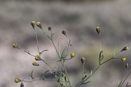 Image de <i>Schkuhria multiflora</i>