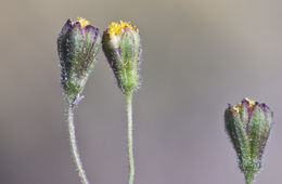 Image de <i>Schkuhria multiflora</i>