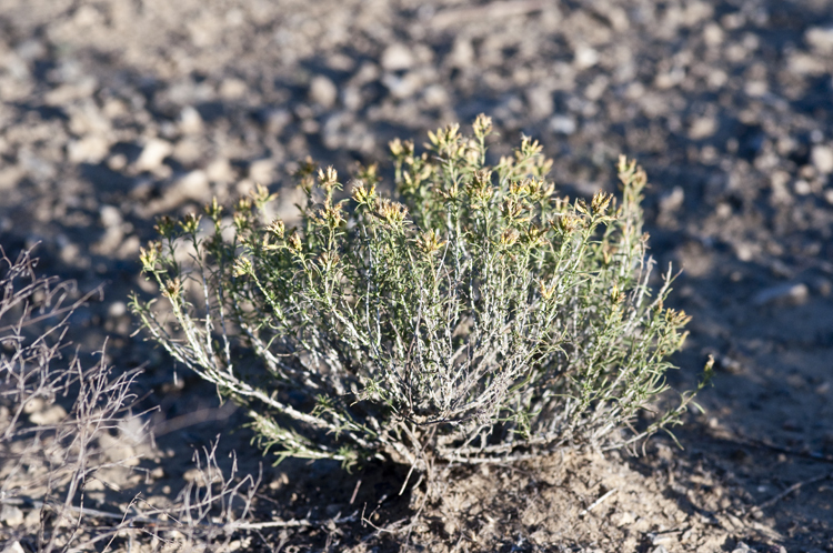 Imagem de Chrysothamnus greenei (A. Gray) Greene