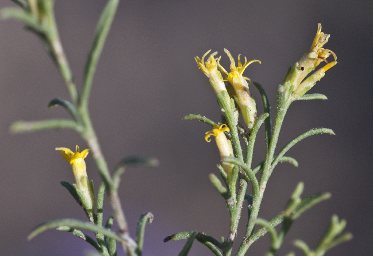 Imagem de Chrysothamnus greenei (A. Gray) Greene