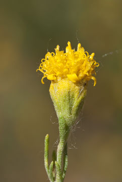 Plancia ëd Picradeniopsis woodhousei (A. Gray) Rydb.