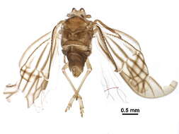 Image of Meenoplidae