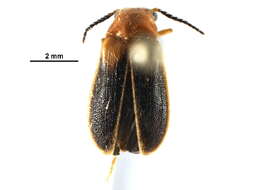 Слика од Ototretinae