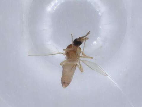 Image of Ceratopogonidae incertae sedis