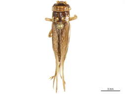 Image de Modicogryllus