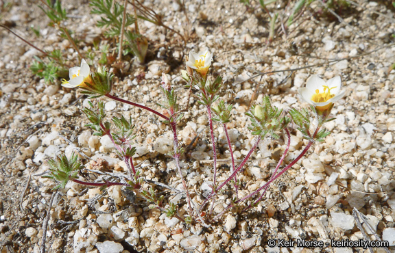 Plancia ëd Leptosiphon lemmonii (A. Gray) J. M. Porter & L. A. Johnson