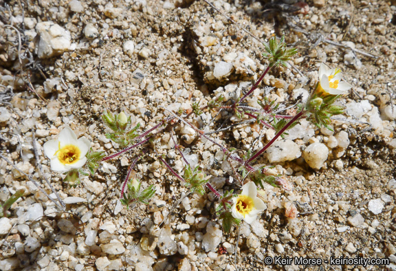 Plancia ëd Leptosiphon lemmonii (A. Gray) J. M. Porter & L. A. Johnson