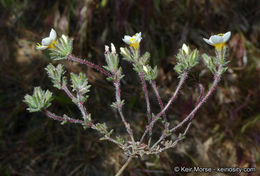 Plancia ëd Leptosiphon lemmonii (A. Gray) J. M. Porter & L. A. Johnson