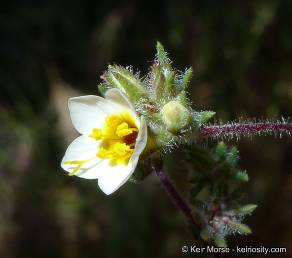 Plancia ëd Leptosiphon lemmonii (A. Gray) J. M. Porter & L. A. Johnson