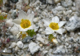 Plancia ëd Leptosiphon lemmonii (A. Gray) J. M. Porter & L. A. Johnson