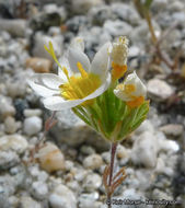 Plancia ëd Leptosiphon lemmonii (A. Gray) J. M. Porter & L. A. Johnson