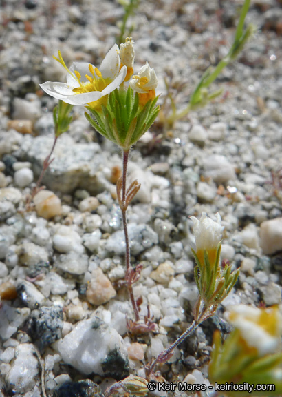 Plancia ëd Leptosiphon lemmonii (A. Gray) J. M. Porter & L. A. Johnson