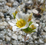 Plancia ëd Leptosiphon lemmonii (A. Gray) J. M. Porter & L. A. Johnson