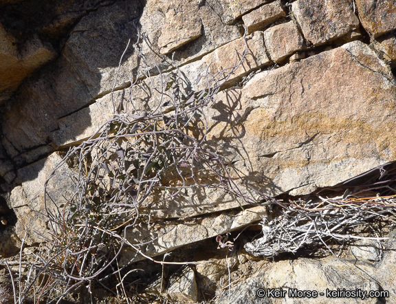 Matelea parvifolia (Torr.) R. E. Woodson的圖片