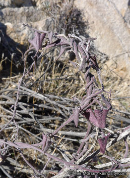 Image de Matelea parvifolia (Torr.) R. E. Woodson