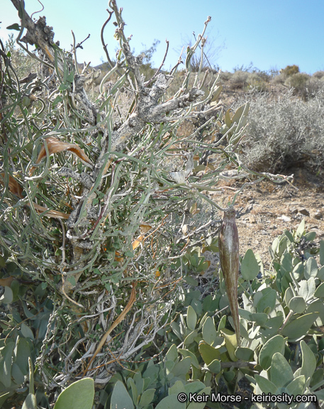 Image de Matelea parvifolia (Torr.) R. E. Woodson