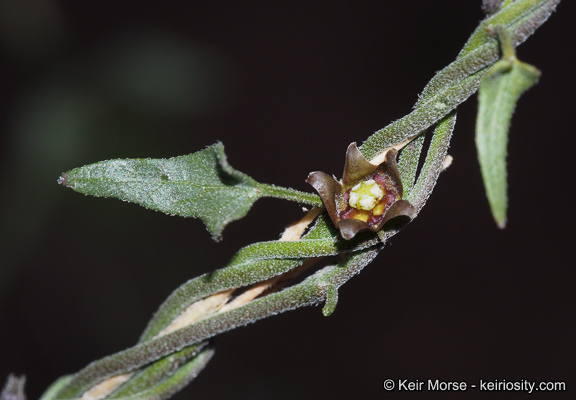 Image de Matelea parvifolia (Torr.) R. E. Woodson