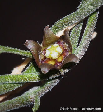 Image de Matelea parvifolia (Torr.) R. E. Woodson