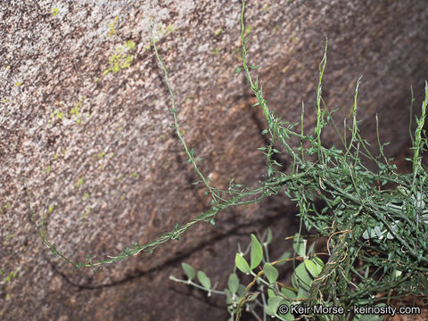 Image de Matelea parvifolia (Torr.) R. E. Woodson