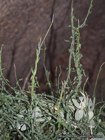 Matelea parvifolia (Torr.) R. E. Woodson的圖片