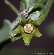 Image de Matelea parvifolia (Torr.) R. E. Woodson