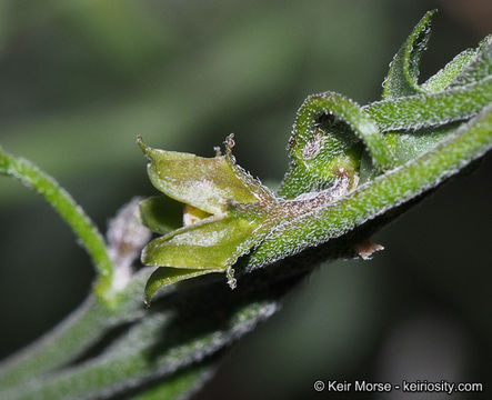 Image de Matelea parvifolia (Torr.) R. E. Woodson