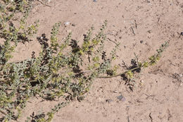 Image of flatspine bur ragweed