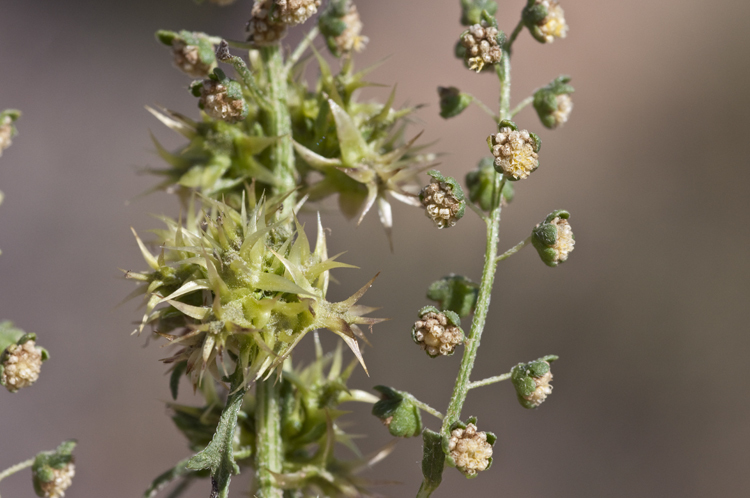 Image of flatspine bur ragweed