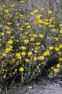 Image of hairy false goldenaster