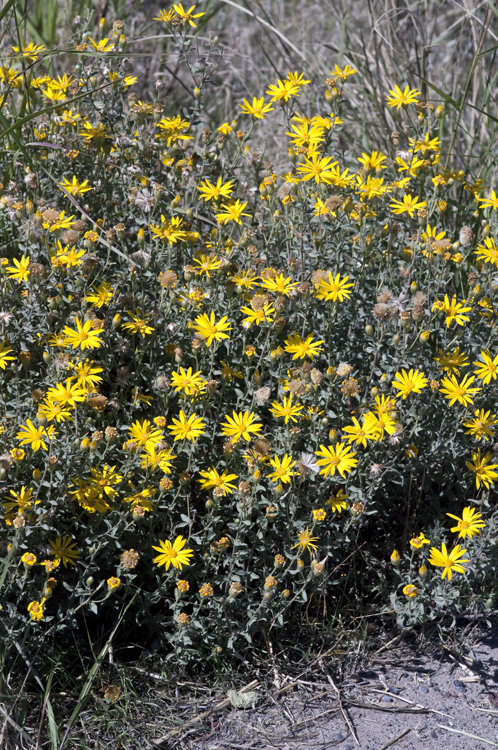 Heterotheca villosa var. pedunculata (Greene) V. Harms ex J. C. Semple resmi