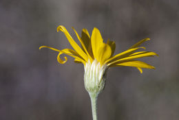 Heterotheca villosa var. pedunculata (Greene) V. Harms ex J. C. Semple resmi