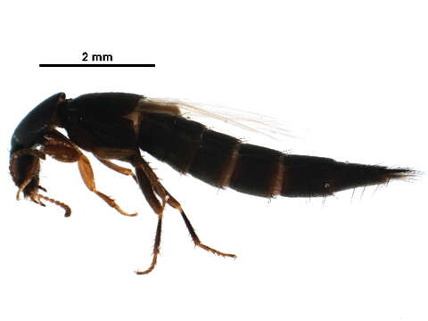 Image de Staphylinini