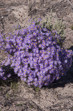 Image de Dieteria canescens var. glabra (A. Gray) D. R. Morgan & R. L. Hartman