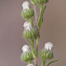 Image of pineland horseweed