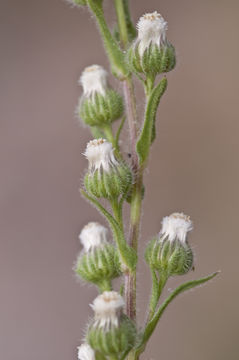 Image of pineland horseweed