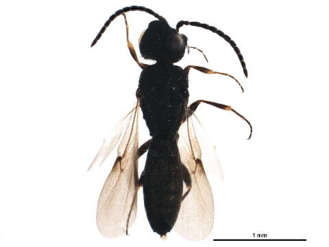 Image of Sparasionidae