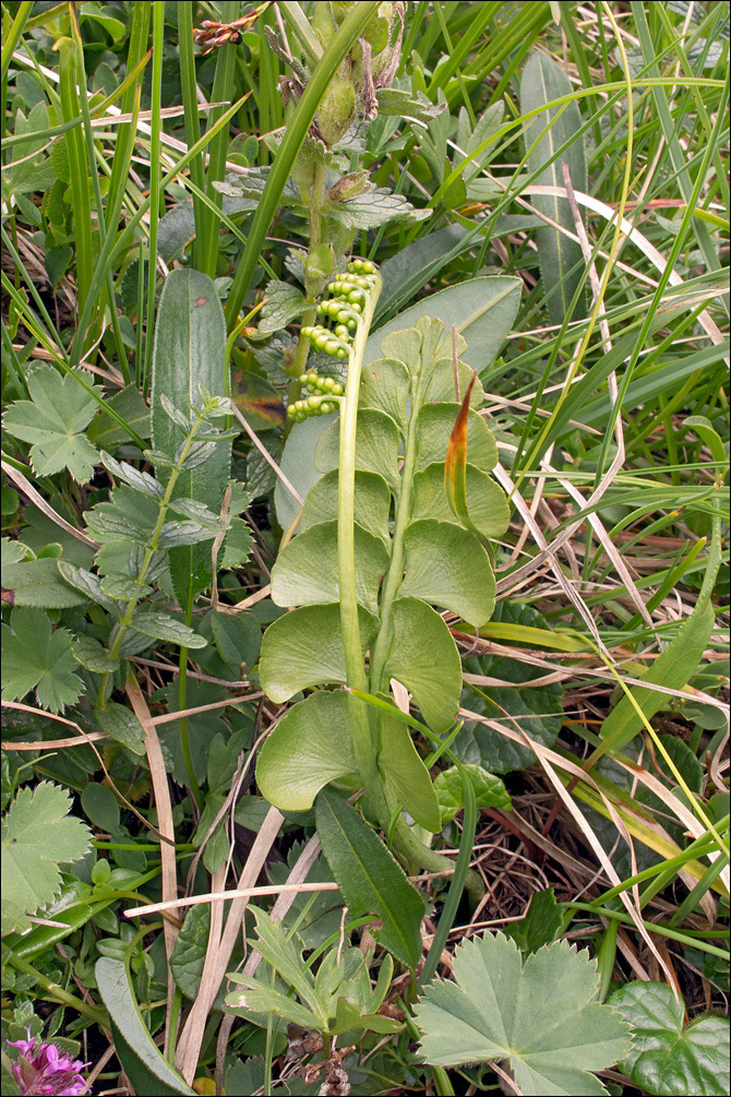 Image of common moonwort