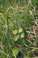 Image of common moonwort