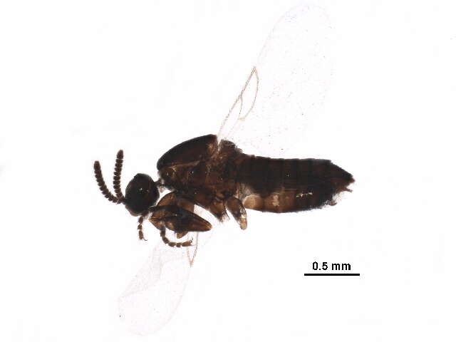 Image of Canthyloscelidae
